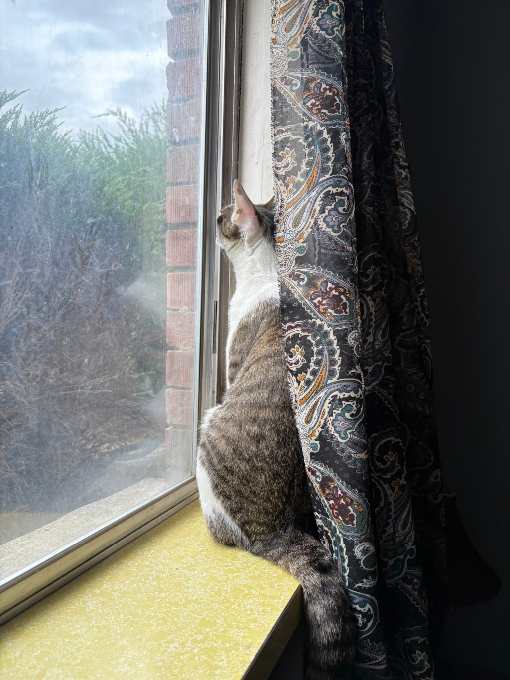 Lessons from a&nbsp;Cat