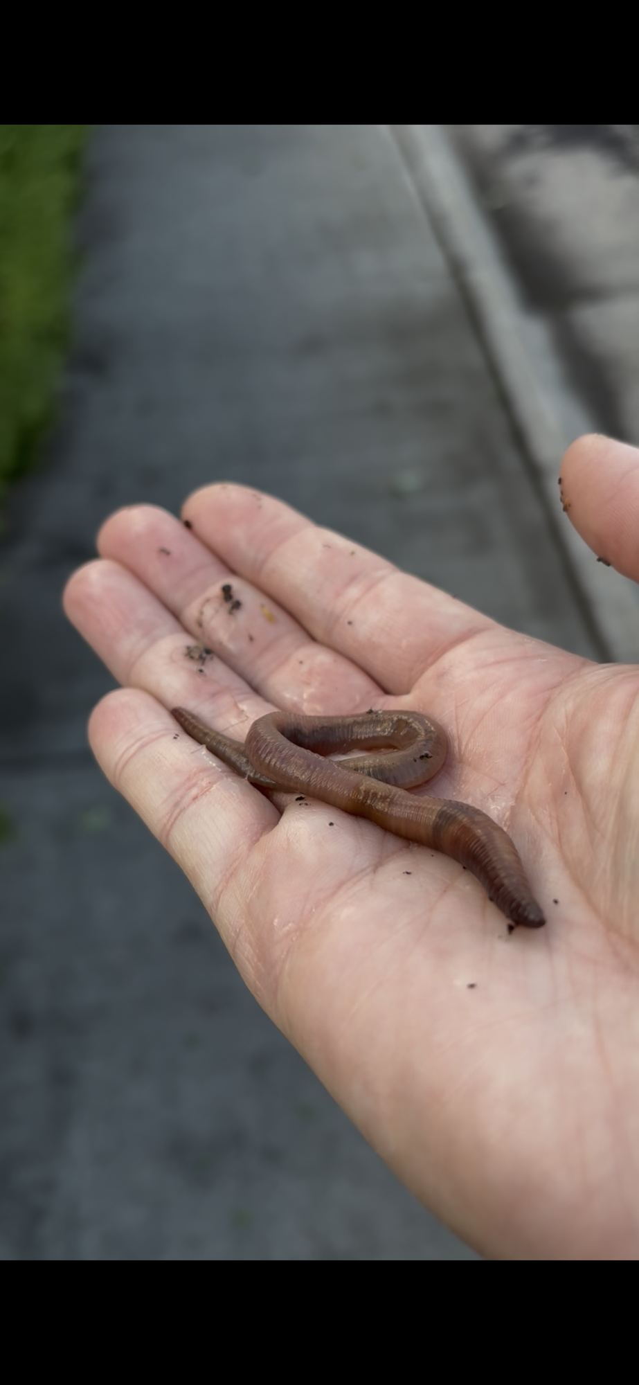 Gifts from Worms